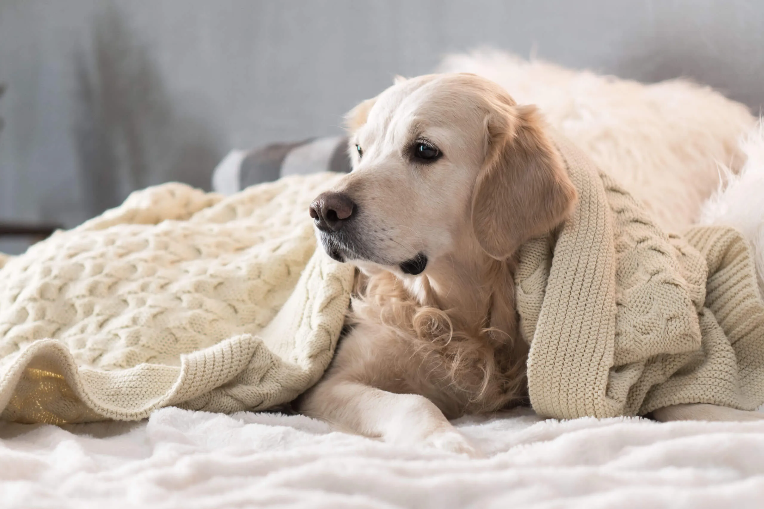 Golden retriever wrapped in a cozy blanket, relaxing indoors.