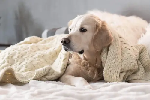 Golden retriever wrapped in a cozy blanket, relaxing indoors.